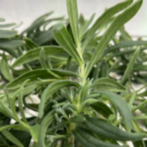 Rosemary – NDHFarm